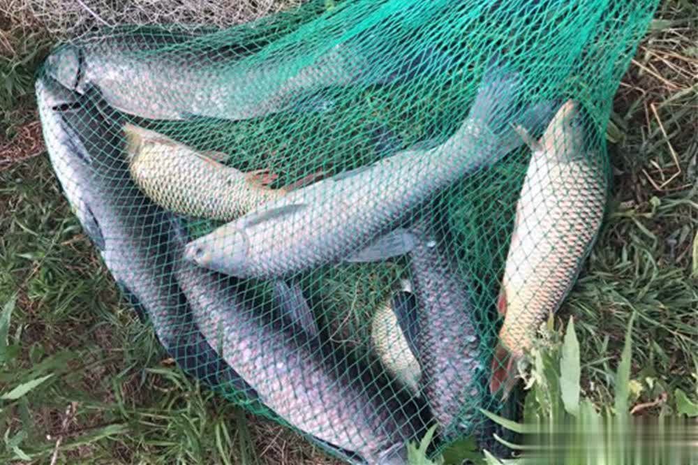 到了深秋效, 鲫鱼, 大小鱼儿大 到了深秋效, 鲫鱼, 大小鱼儿大